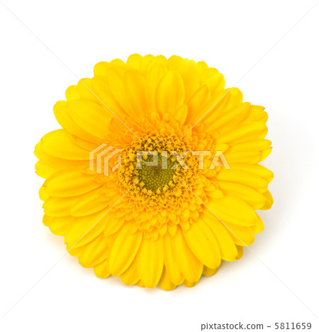 Beautiful daisy gerbera flower 5811659