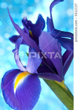 Beautiful blue iris flowers background 5812137