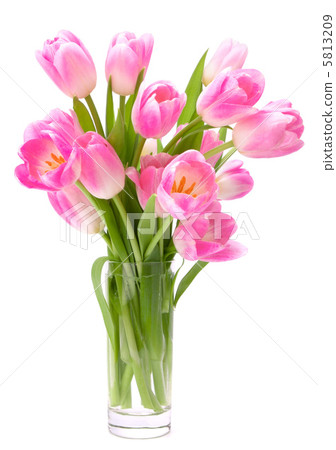 Pink tulips bouquet in vase isolated on white background 5813209