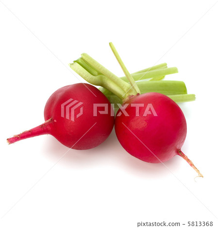 .Small garden radish  . 5813368