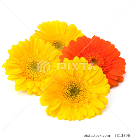 Beautiful daisy gerbera flowers Beautiful daisy gerbera flowers 5813896