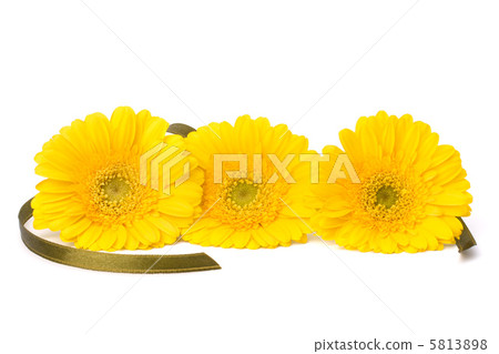 Beautiful daisy gerbera flowers Beautiful daisy gerbera flowers 5813898