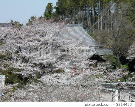安倍文庫大廳和櫻花 安倍文庫大廳和櫻花 5814433