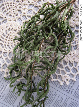 Dry herbs and lace braided lemon verbena 5814571