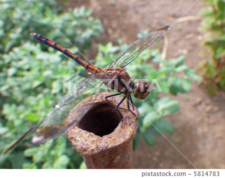 Dragonfly  5814783
