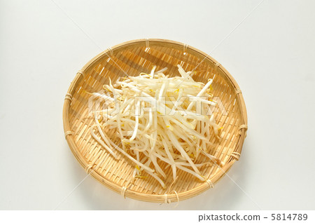 豆芽 5814789