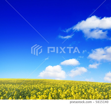 field field 5815140