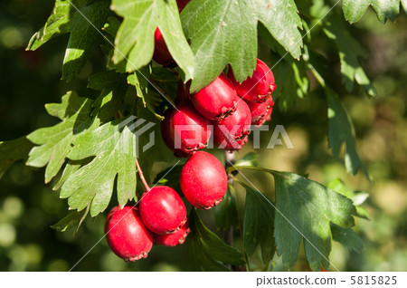 Ripe hawthorn in autumn Ripe hawthorn in autumn 5815825