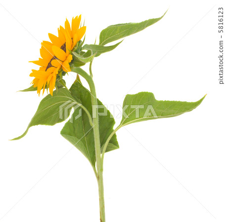 sunflower sunflower 5816123