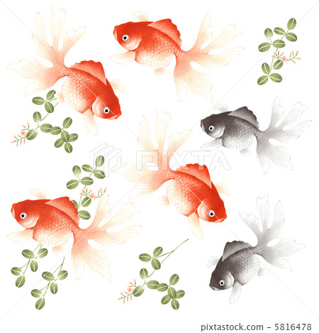 金魚和水生植物 5816478