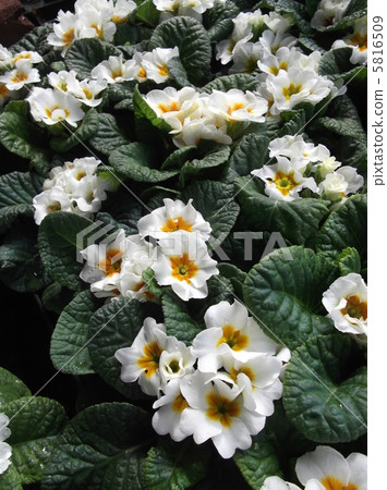 從冬天到春天的仙女/報春花朱利安 從冬天到春天的仙女/報春花朱利安 5816509