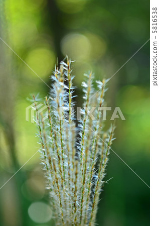 Miscanthus 5816538