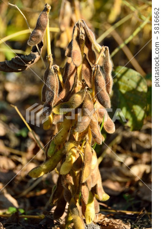 Bean harvested black beans Bean harvested black beans 5816662