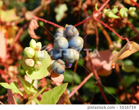 Fruit of Ishikawa Fruit of Ishikawa 5816739