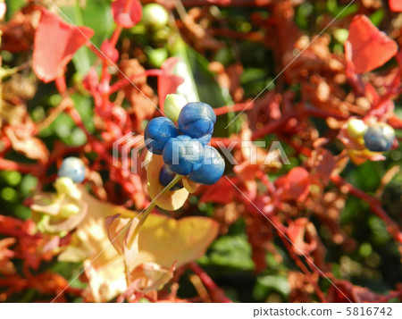 Fruit of Ishikawa 5816742