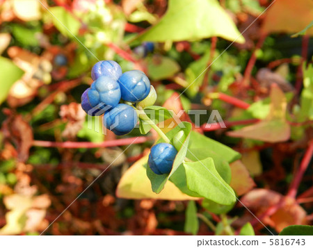 Fruit of Ishikawa Fruit of Ishikawa 5816743