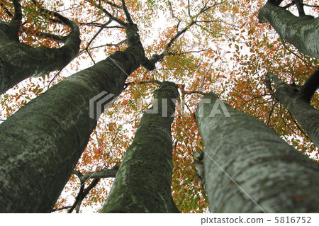 Autumn's 5816752