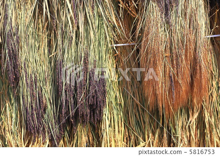 Sunspray of ancient rice Sunspray of ancient rice 5816753