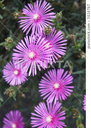 利文斯頓雛菊 5816767