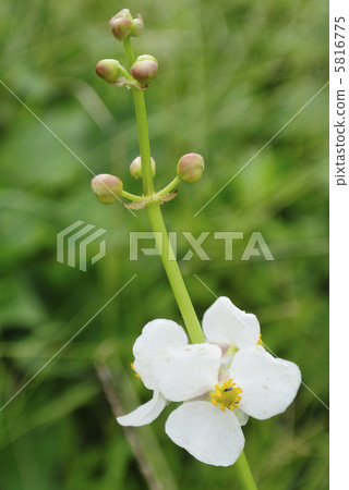 羽毛球花 5816775