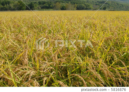Rice field 5816876