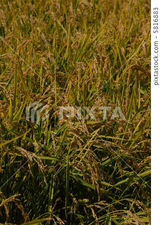 Rice field 5816883