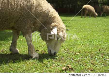 Sheep at Rokko Mountain Ranch 11 5816961