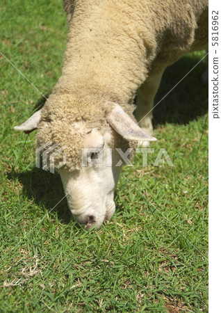 Sheep at Rokko Mountain Ranch 10 5816962