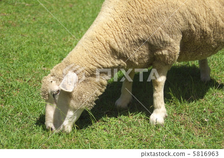 Rokko Mountain Ranch Sheep 9 5816963