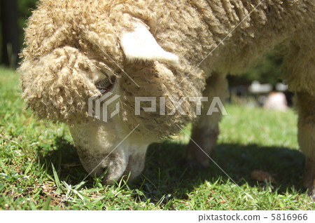 Sheep at Rokko Mountain Ranch 6 5816966