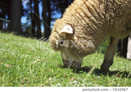 Rokko Mountain Ranch Sheep 5 5816967