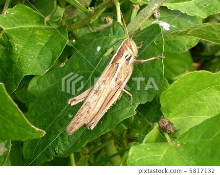 巴坦加粳稻 5817132