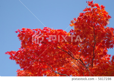 槭樹Nakajima公園的秋葉 槭樹Nakajima公園的秋葉 5817286