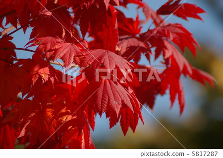 紅槭(秋葉)中島公園 紅槭(秋葉)中島公園 5817287