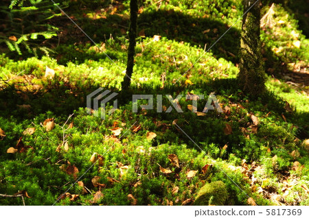 Green moss and fallen leaves 5817369