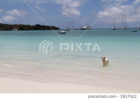 I, is it swimming? one! I, is it swimming? one! 5817422