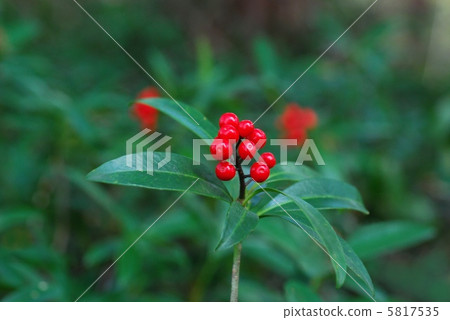 Miyamashikimukimi水果 5817535