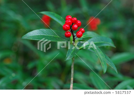 Miyamashikimukimi水果 Miyamashikimukimi水果 5817537