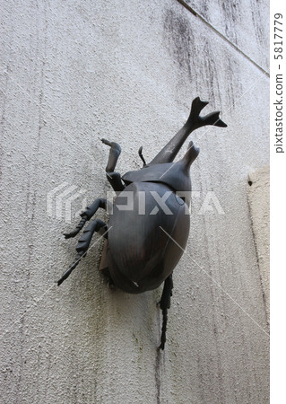 Beetle Beetle 5817779