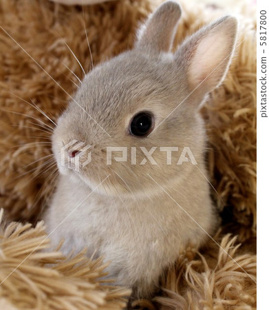 Netherlands Dwarf Netherlands Dwarf 5817800