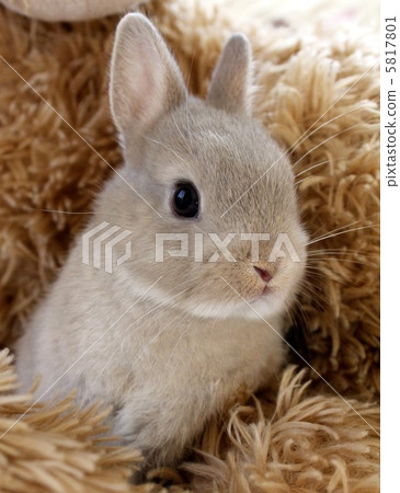 Netherlands Dwarf 5817801