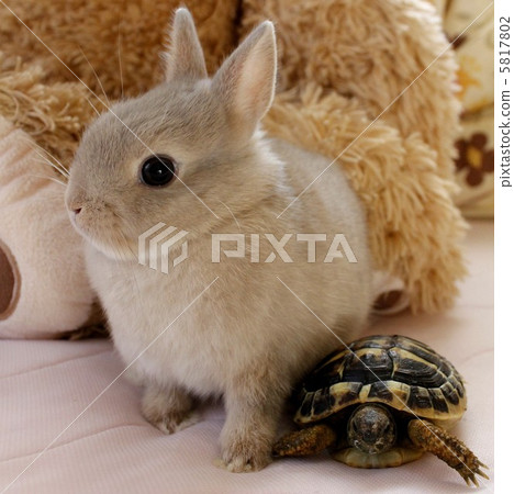 兔子和烏龜 5817802