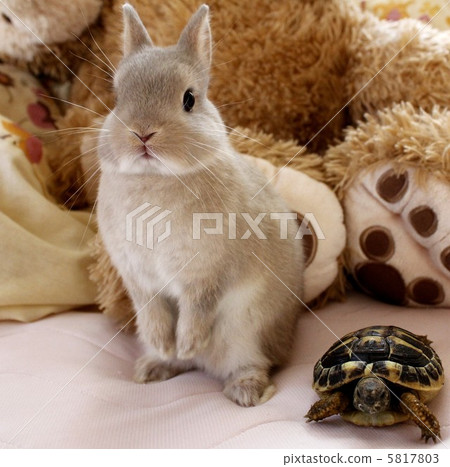 rabbit and turtle 5817803