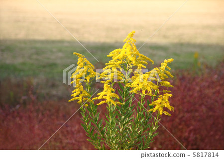 黃花 5817814