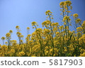 Rape flowers and sky 5817903