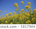 Rape flowers and sky 5817904