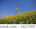 Rape flowers and sky 5817905