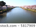 Cherry blossoms on the banks of the river 5817909