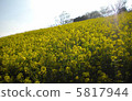 Rape blossoms 5817944