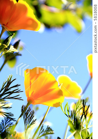 close up of california poppy flower 5818008